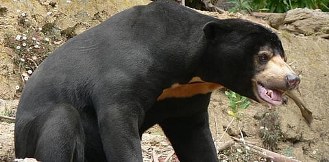 A Sun Bear. Photo: Wikimedia Commons