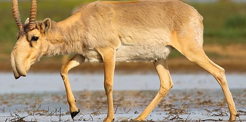 Saiga antelope at a waterhole at the Stepnoi Sanctuary, Astrakhan Oblast, Russia. Photo: Wikimedia Commons