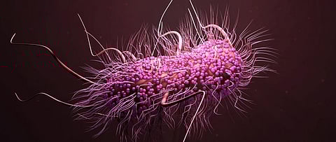 E-coli. Photo: Getty Images