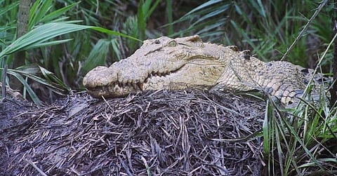 A female saltwater crocodile guards her nest in the Bhitarkanika National Park. Photo: Ashis Senapati