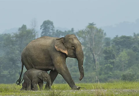 How did elephants evolve such a large brain? Climate change is part of the answer