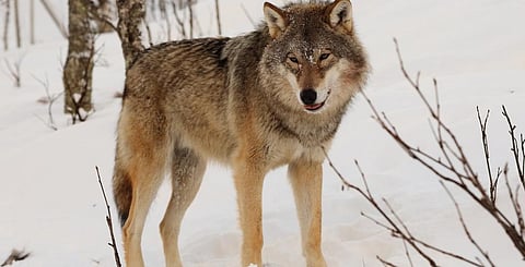 A grey wolf. Photo: Wikimedia Commons
