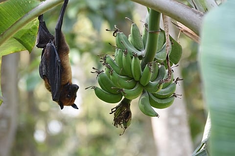 AI helps identify bat species suspected of carrying Nipah virus