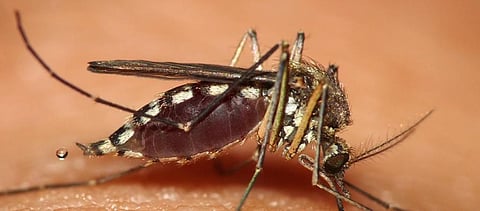 Photo: Wikimedia Commons