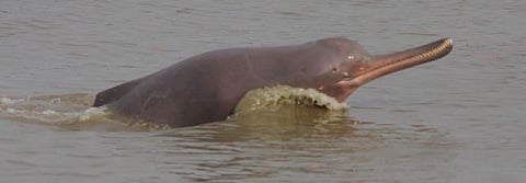 A Ganges River Dolphin. Photo: Wikimedia Commons