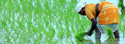 Expect budget to be rural-centric, focus on delivery to beneficiaries