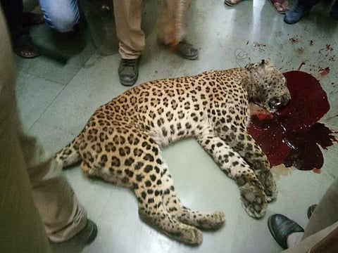 उत्तराखंड में एक गुलदार को गोली मार दी गई। फोटो: पंकज मंडोली