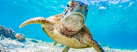 A marine turtle swims in the waters of the Great Barrier Reef off the coast of Queensland, Australia. Photo: Getty Images
