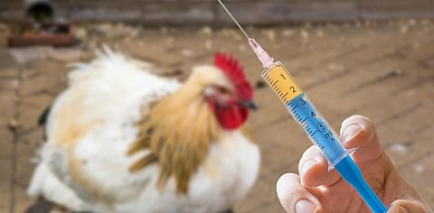 Why colistin should be banned in food-animal production sector in India