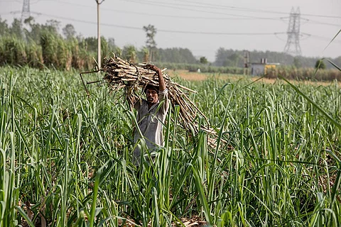 चीनी उद्योग से देश के तीन प्रमुख राज्यों में लगभग पांच करोड़ से अधिक किसान और उनका परिवार जुड़ा हुआ है। इस उद्योग में बीस लाख से अधिक मजदूर भी काम कर रहे हैं (फोटो: मिधुन विजयन)