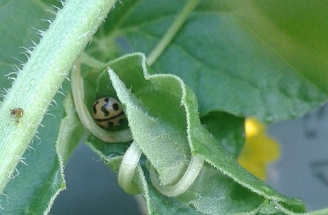 Trichome is typically unicellular and glandular