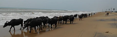 Buffaloes in Satabhaya. Photo: Pragati Prava