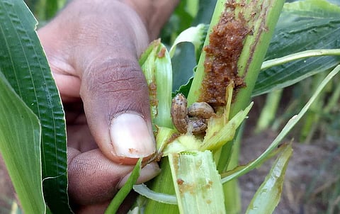 आर्मी फॉल वर्म इस तरह से फसलों में अपना घर बना लेता है। फोटो: मनीष चंद्र मिश्रा