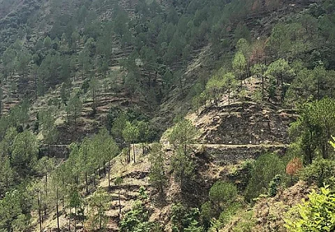 उत्तराखंड के जिला पौड़ी के अंतर्गत सतपुली इलाके में कृषि भूमि पर उगे चीड़ के पेड़, जिन्हें डीम्ड फॉरेस्ट की श्रेणी में शामिल किया गया है। फोटो: मनमीत सिंह