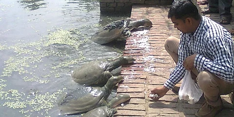 A group of turtles being fed cottage cheese in the pond at Panki, Kanpur. Photo: Rohit Ghosh