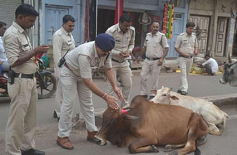 आवारा पशुओं को रेडिएम लगाते अशोकनगर जिला पुलिसकर्मी। फोटो: मनीष चंद्र मिश्रा