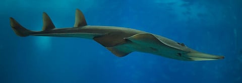 A giant guitarfish, which has been mentioned in the updated Red List. Photo: Getty Images