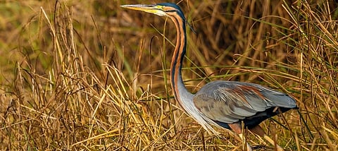 A purple heron (Ardea purpurea) . Photo: Getty Images