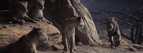 It’s Sarabi’s pride, Mufasa just lives there: a biologist on The Lion King