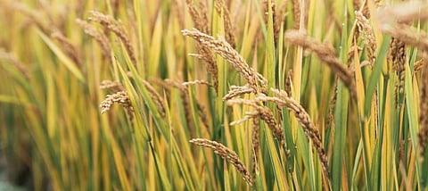 Remote sensing can resolve food crisis