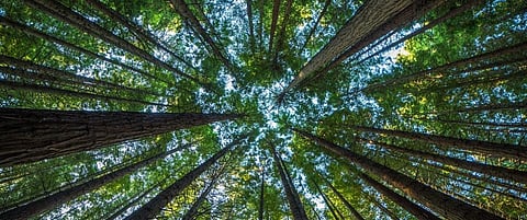 Forest Rights Act: A litmus test for govt to protect forest dwellers