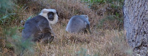 Two Himalayan Grey Langurs. Photo: Vikram Singh