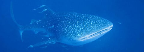 Shark Week looms, but don’t panic