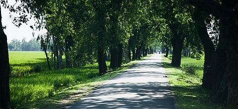 Maharashtra did not comply with compensatory afforestation rules: CAG