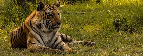 Photo: Mayukh Chatterjee/WTI