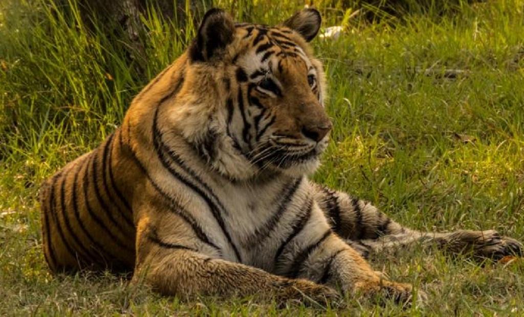 Photo: Mayukh Chatterjee/WTI