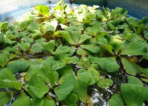 Photo: Umesh Kumar Ray