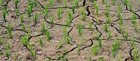 A dried paddy field. Forty-six per cent of India is suffering from drought according to latest data. Photo: Getty Images