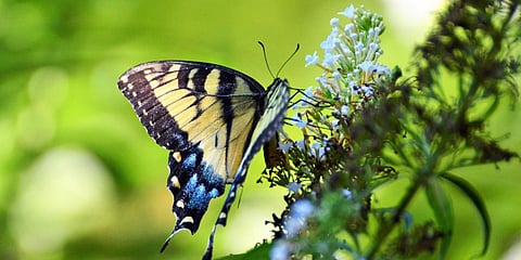 A butterfly sits on blue flowers. Pollinators globally are declining due to the use of pesticides in agriculture. Photo: Getty Images