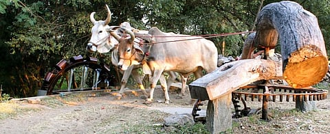 A Persian Wheel system used to drawing groundwater in Rajasthan, a state where water levels have declined according to the report. Photo: Wikimedia Commons
