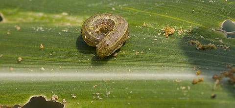 The Fall Armyworm, for tackling which the Centre has launched a new website, can eat 186 species of plants from 42 families. Photo: Getty Images