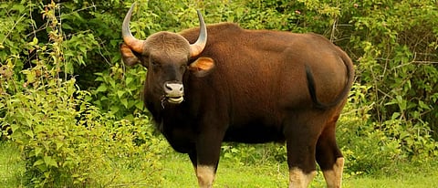 A Gaur in Bandipur National Park, Karnataka. Photo: Getty Images