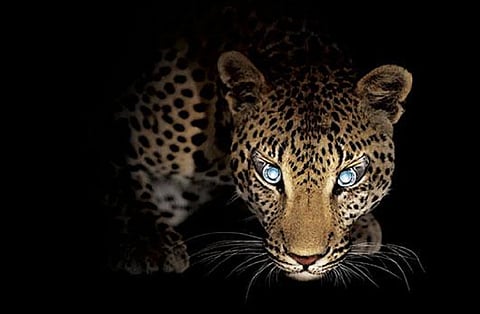 कभी दिन के थे राजा, अब हैं रात के उल्लू