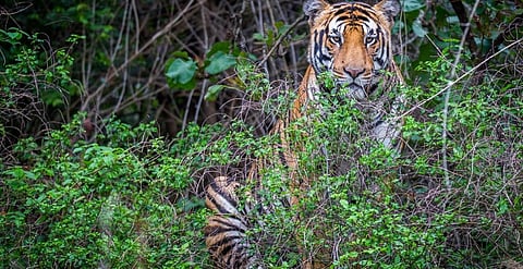 Healthy reserves key for tiger conservation