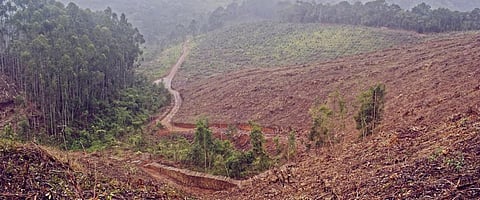 Weak governance escalating deforestation in Tanzania: FAO report