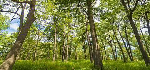 Draft amendment to Forest Act: Javadekar denies, but different pictures at states