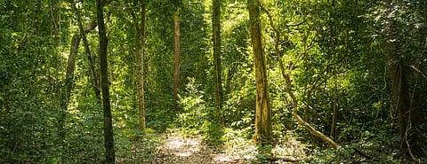 The latest IPCC report on land and climate clarifies the limits of land-based mitigation for the climate crisis.Photo: Getty Images