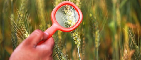 The weed has been found wheat fields across 25 villages of Haryana. Photo: Getty Images