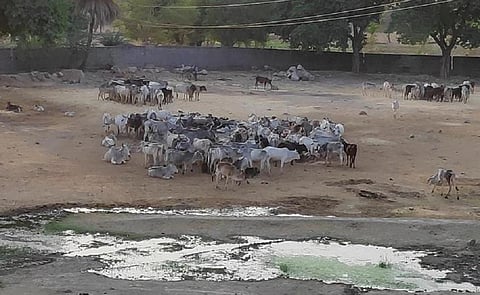 उत्तर प्रदेश में महोबा जिले के कबरई ब्लॉक में स्थित एक गोशाला। फोटो : भागीरथ
