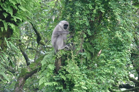 Photo: Surpriya Singh