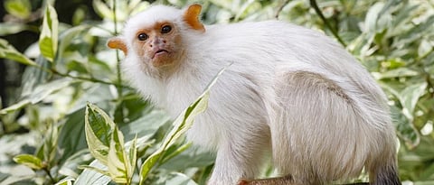 A Silvery Marmoset, related to the newly-found marmoset in Brazil's Para state. Photo: Getty Images