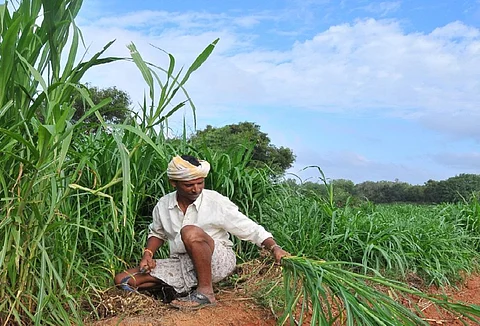 खेत से गन्ने की फसल काटता किसान। Photo: Meeta Ahlawat