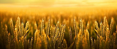 High CO2 emissions reducing nutrients in rice, wheat