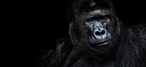 Primates are particularly threatened by hunting: Of the 112 forest-dwelling primate populations, 40 were threatened by overexploitation. Photo: Getty Images