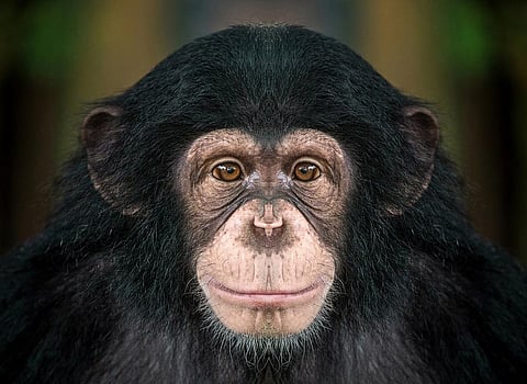 Chimpanzees are one of our closest relatives. Photo: Getty Images