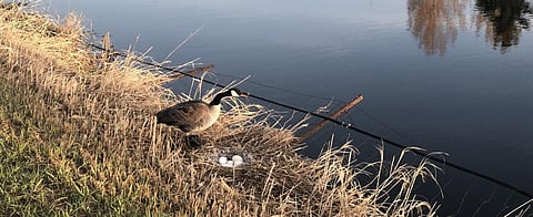 A female Canada goose standing by her nest outside the city of Lethbridge, Alberta, Canada. Photo: Saikat Kumar Basu